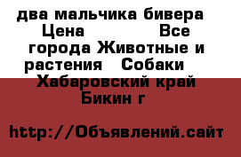 два мальчика бивера › Цена ­ 19 000 - Все города Животные и растения » Собаки   . Хабаровский край,Бикин г.